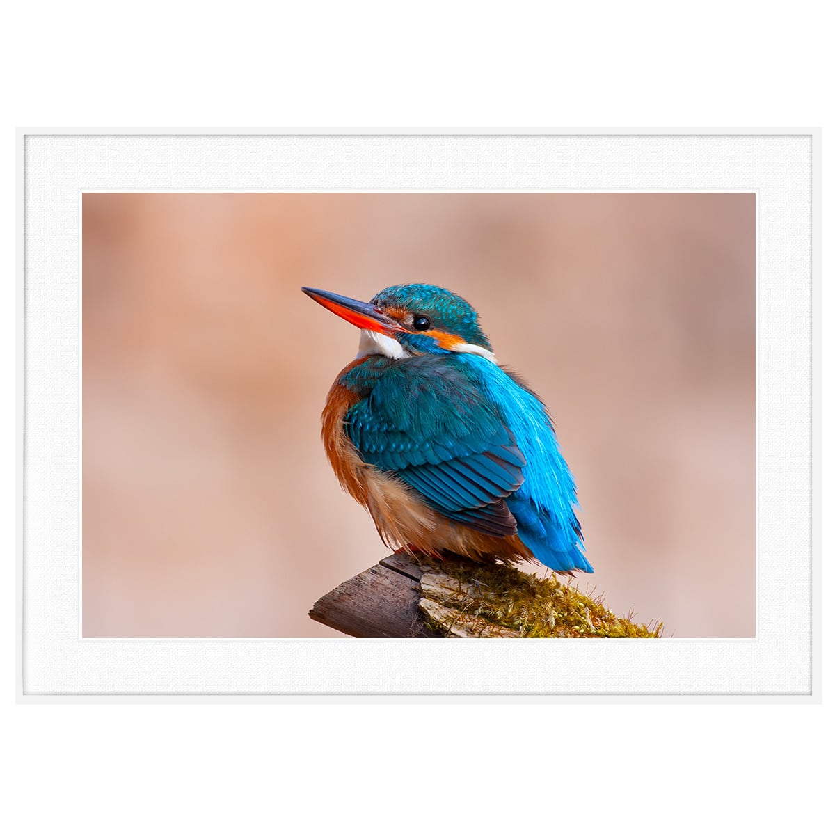 動物写真 鳥 カワセミ インテリアアートポスター額装 AS3177