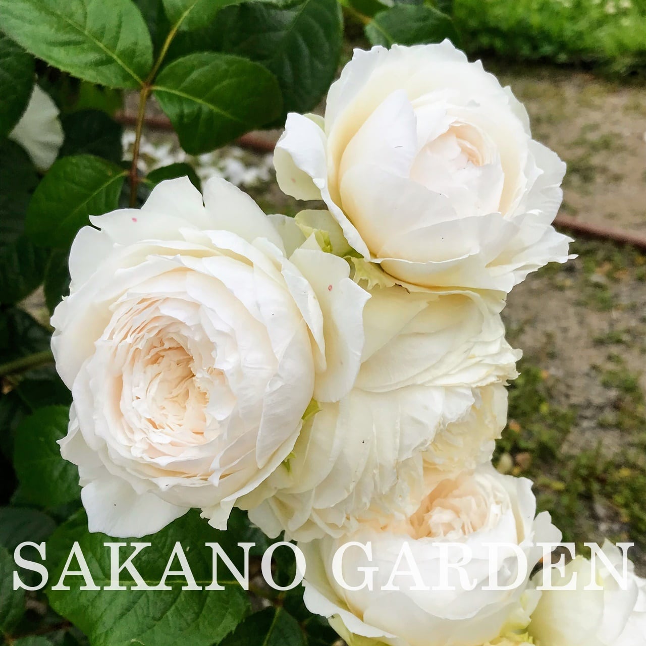 バラ・Roses | P's SHOP