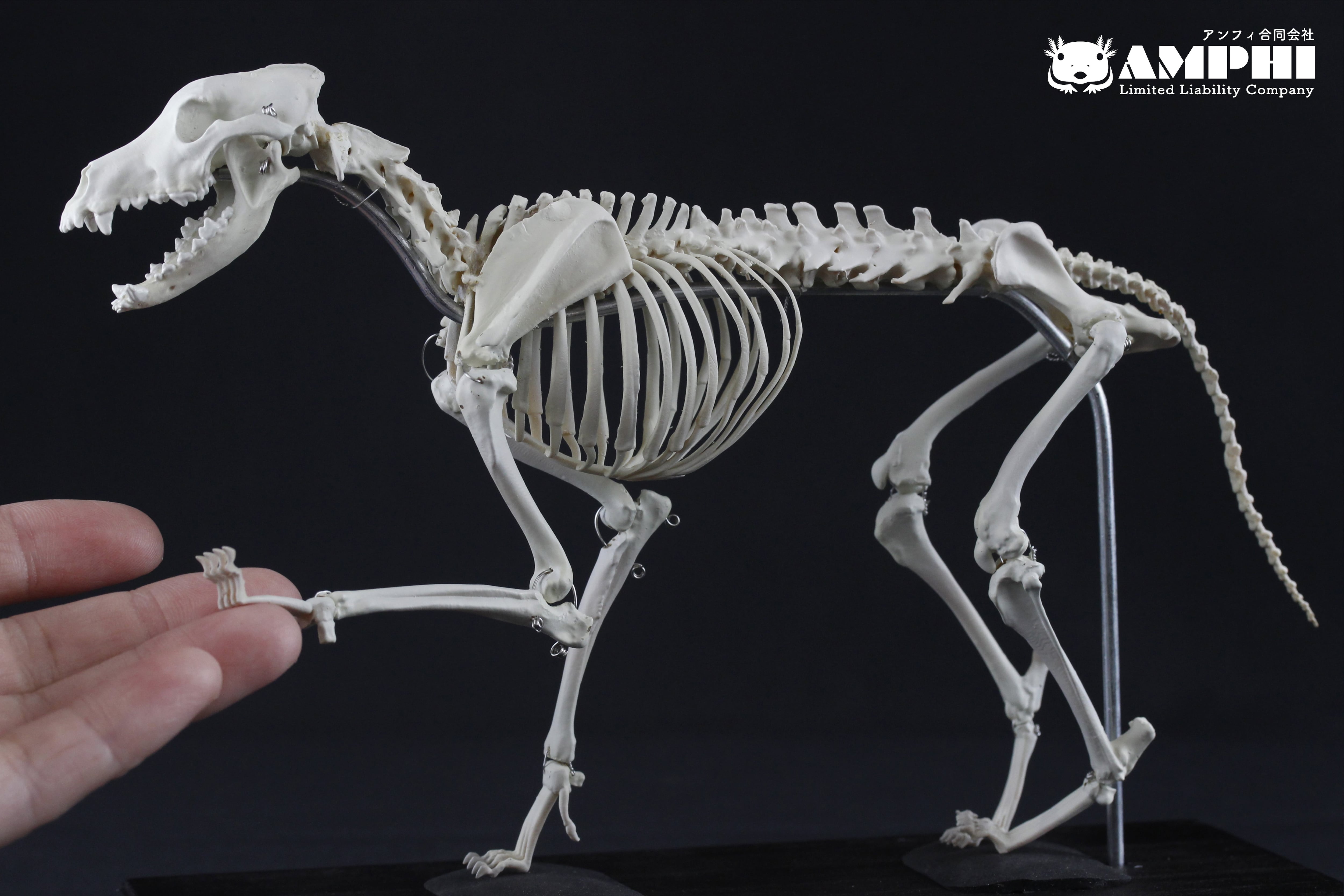肩甲骨も含め可動式】イヌ（Canis lupus familiaris） 縮小全身骨格