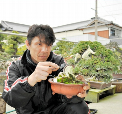将来を担う（3）1鉢の小品でも楽しい | 盆栽 | 四国新聞社