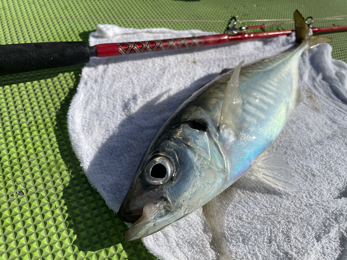 やはり美味しい！ 東京湾・走水のビシアジ | alphatackle フィールド