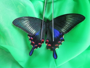 ミヤマカラスアゲハ春型を求めて北海道採集行 - 2025年6月 - きままの