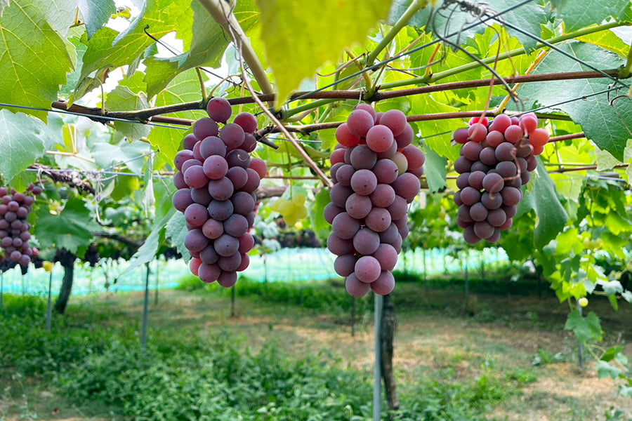 2025年完売】2026年7月頃～予約開始予定|山道農園のぶどう甘美レッド