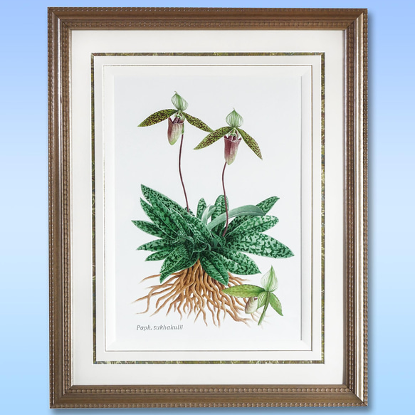 ボタニカルアート パフィオ サクハクリ 植物画 絵画 Zinnia 通販