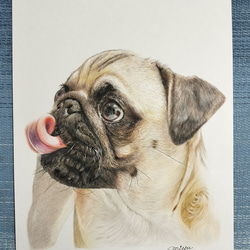 色鉛筆画 犬 No.62 原画手描き イラスト MIYU'sアート miyu 通販