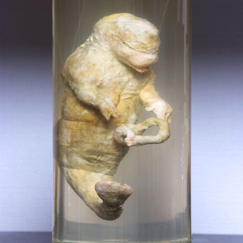 液浸標本: [ヒト型海棲生物の胎児] 立体・オブジェ RottenRoddam 通販
