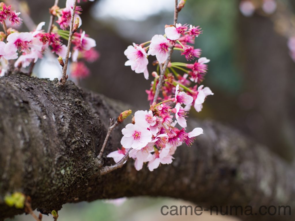 sekor80mmf1.9_3-1024x767.jpg