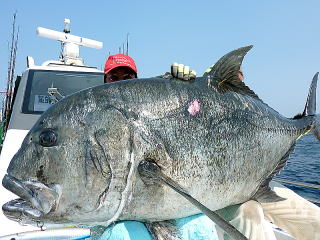 株式会社 カーペンター ルアー 釣り GTフィッシング 黒鮪 マグロ