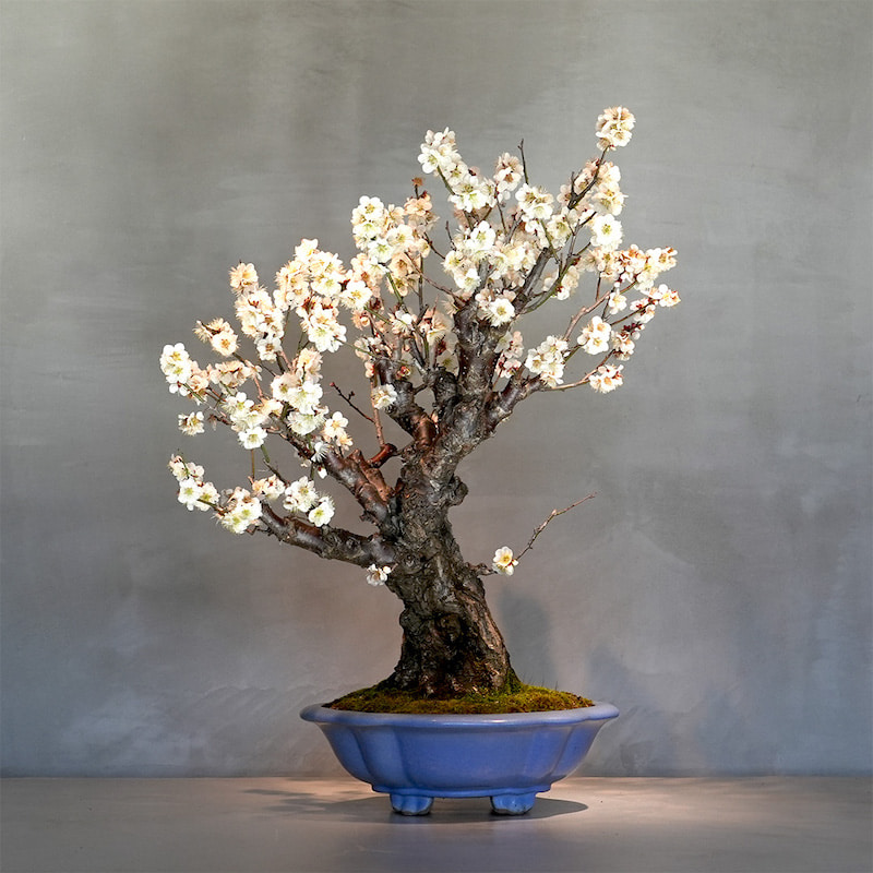 TRADMAN'S BONSAI〉の盆栽やアパレルアイテムを豊富に取り揃えた