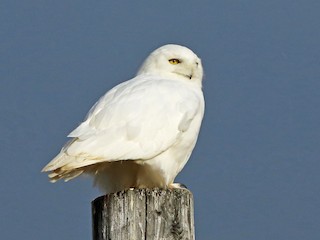 シロフクロウ - eBird