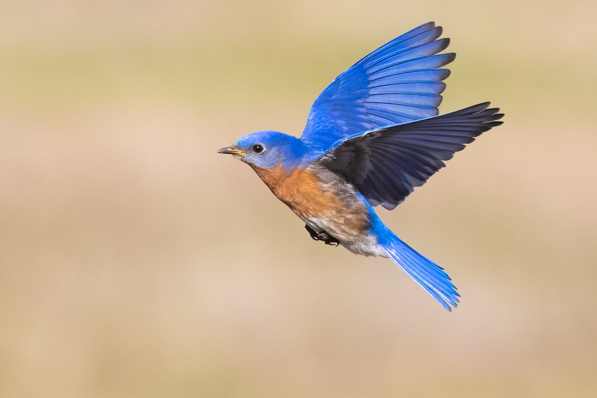 ML521349831 - Eastern Bluebird - Macaulay Library