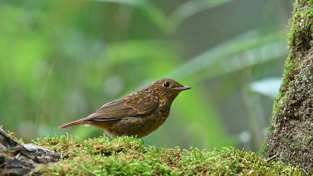コマドリ - eBird