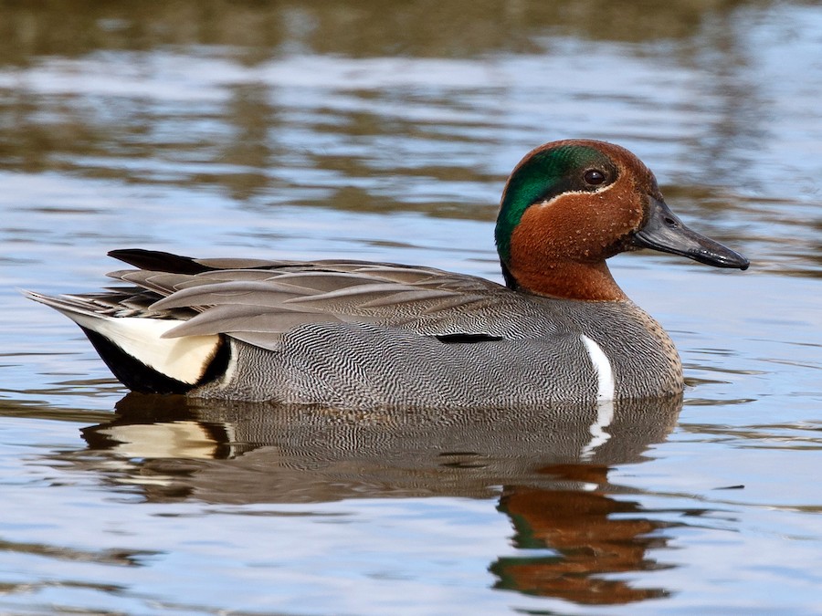 Green-winged Teal - eBird