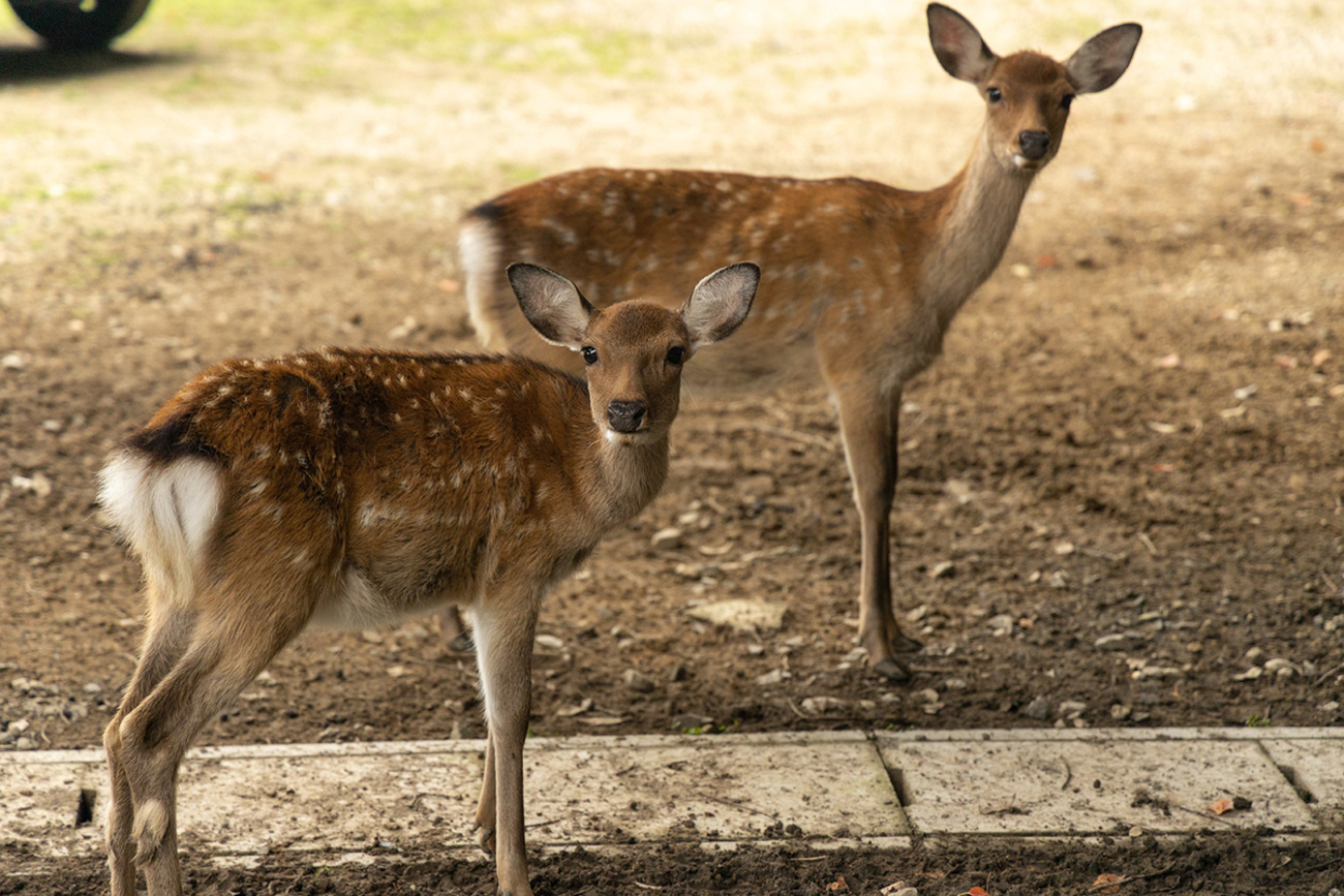 奈良公園での鹿の撮影あるある。「なんでこっち見るん！」 - 暮らしの