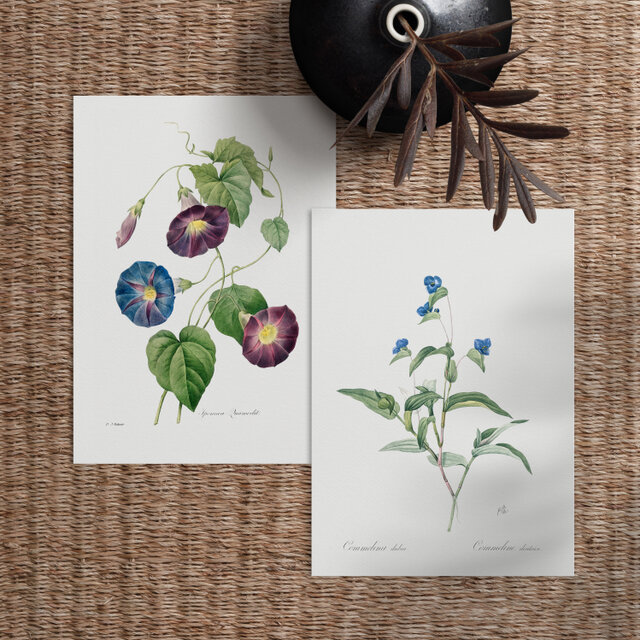 A4【青の露草 (つゆくさ) 2 アンティーク ボタニカルフラワー