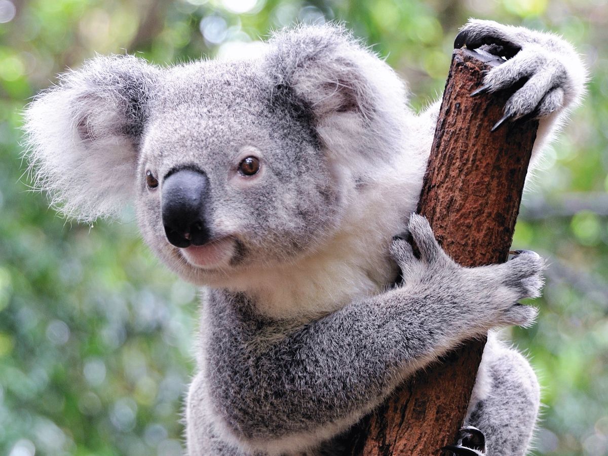 ポートスティーブンス・コアラ・サンクチュアリ（Port Stephens Koala