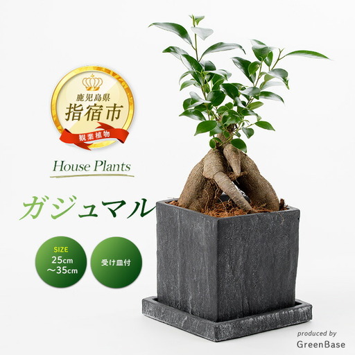 2026年5月中旬～発送【観葉植物】ガジュマル 25cm～35cm Green Base