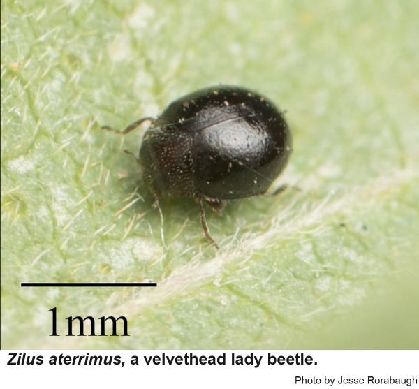 Eastern Velvethead Lady Beetle, Zilus horni | NC State Extension