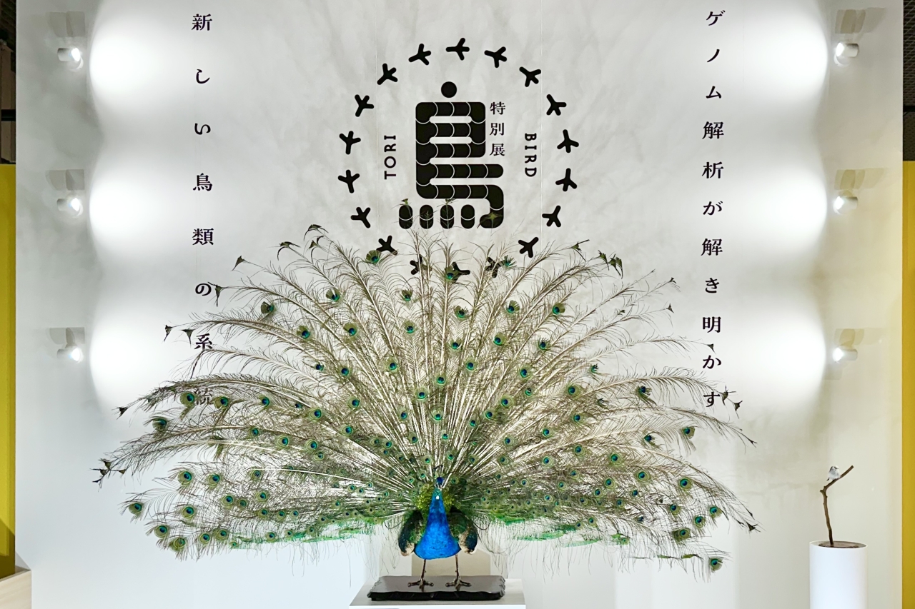 国立科学博物館】特別展「鳥」取材レポート。600点以上の標本が大集合
