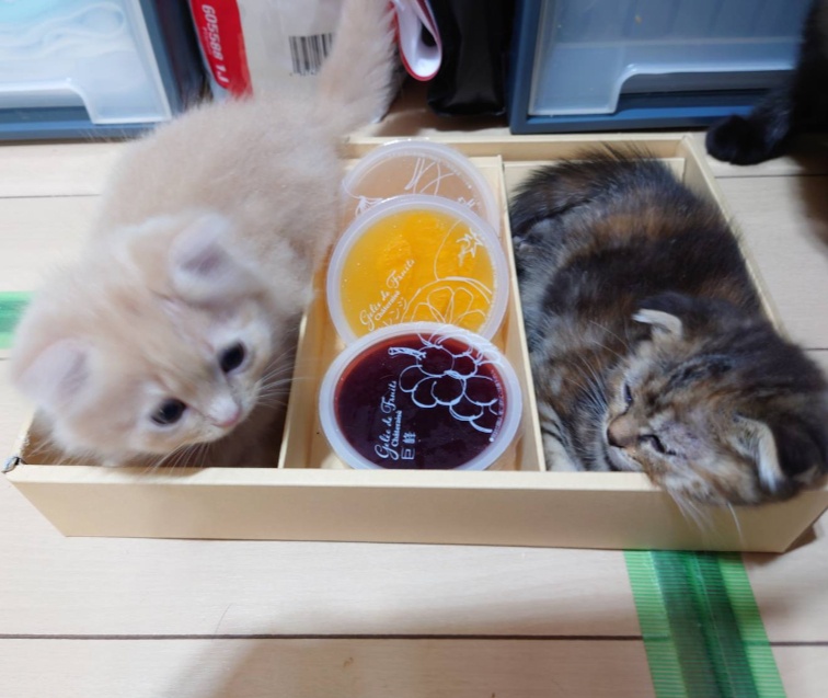猫まんま&Pisica