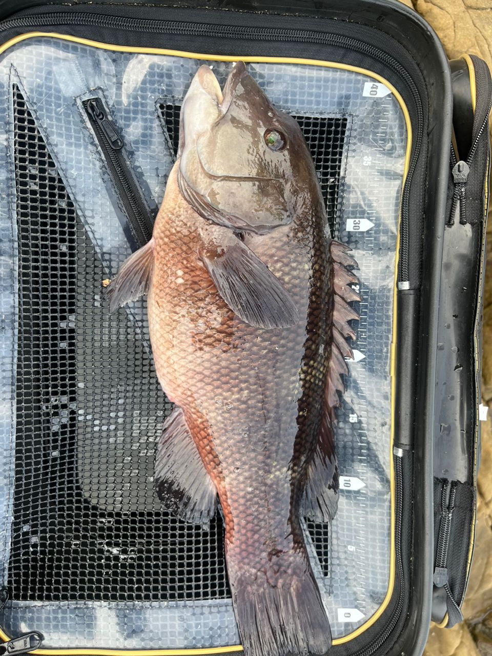 DAIWA 18銀狼唯牙 AGS 00号-53の最安値・インプレ・釣果 | 本音の