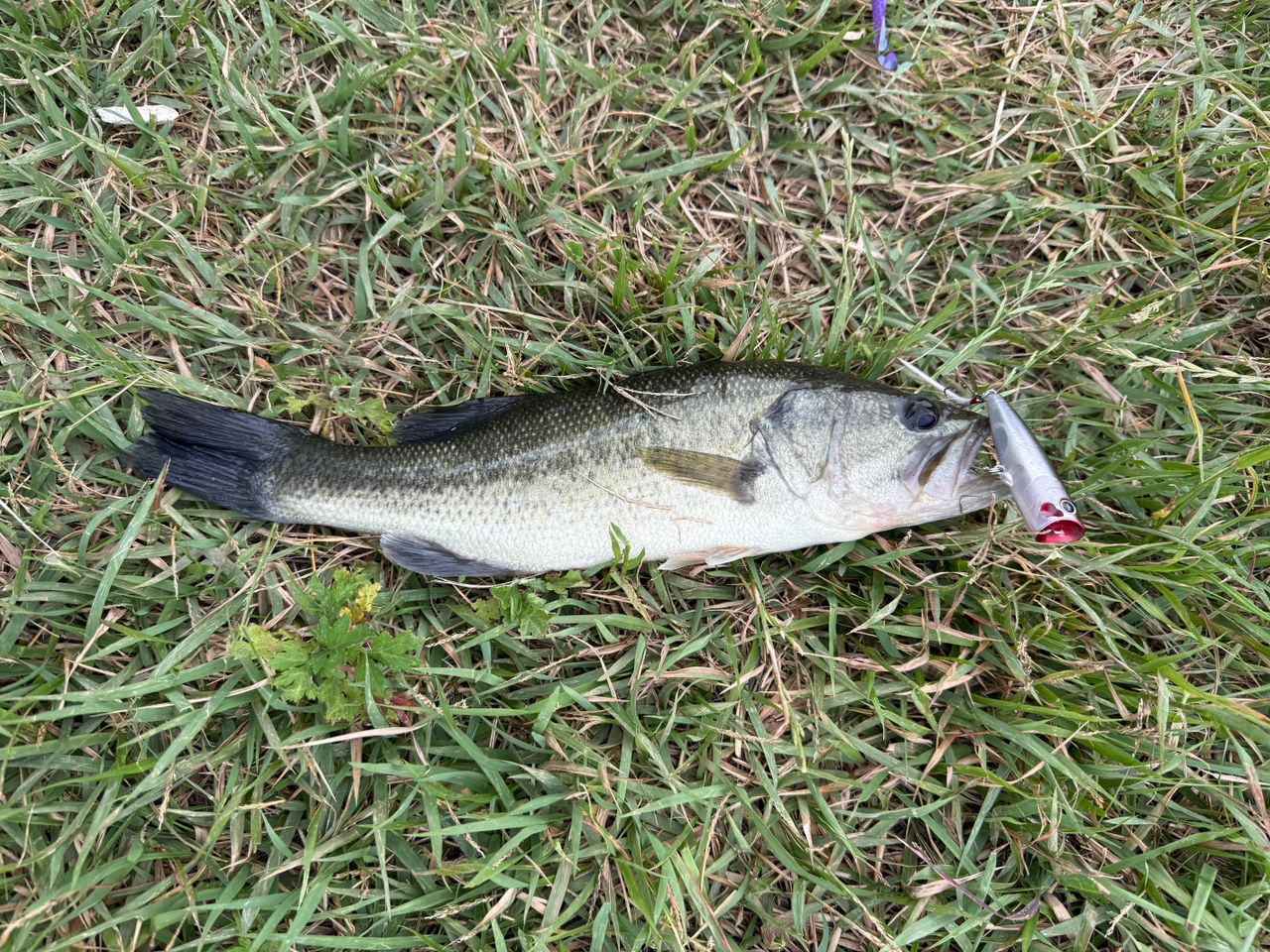 SHIMANO 21ゾディアス (パックロッド) C58ML-4の釣果一覧 | 本音の