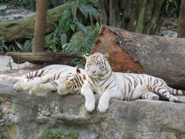 シンガポール 【2023年催行中止】午後発！よくばりシンガポール動物園