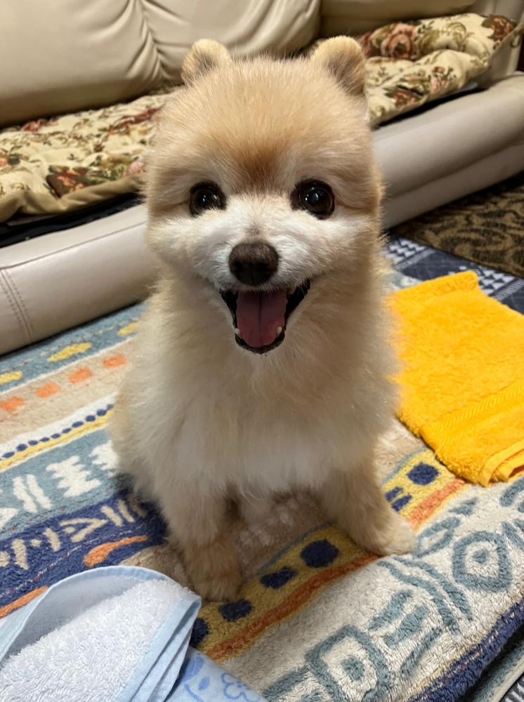 ♡ぽめ様専用♡ ぽめ様専用 ポメ様専用 ぽめぽ