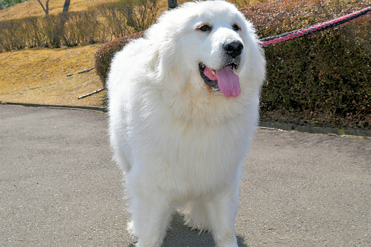 グレート・ピレニーズのつばき - 美味しいお茶を楽しみ大型犬と遊ぶ店