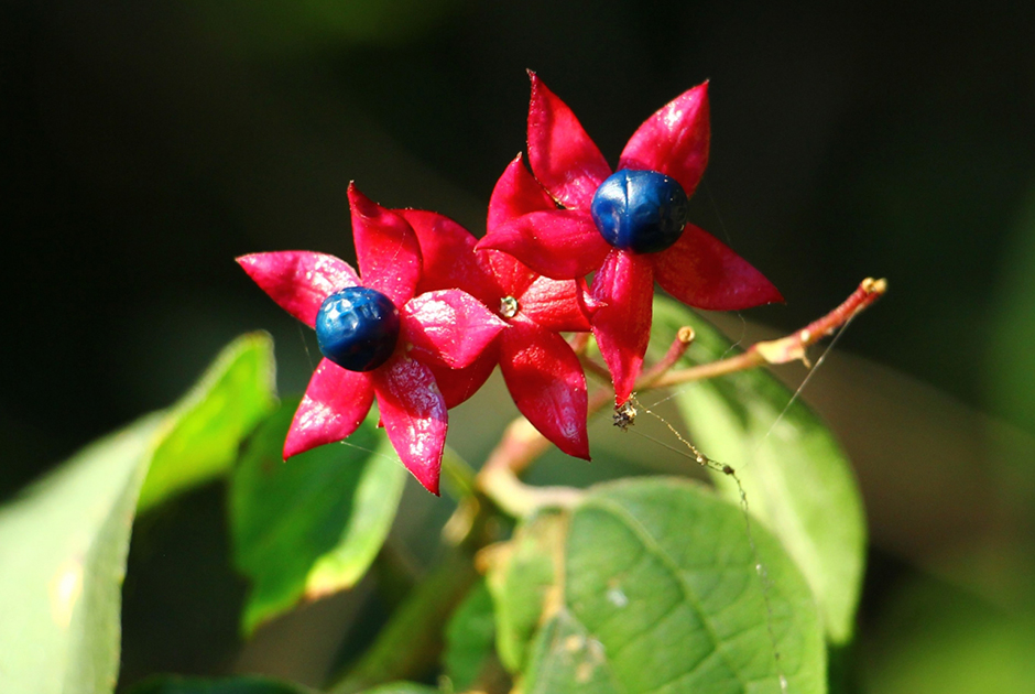 冷凍][染色用]ブルーベリー/くじゅな(クサギ) | 書籍・その他 | 福岡