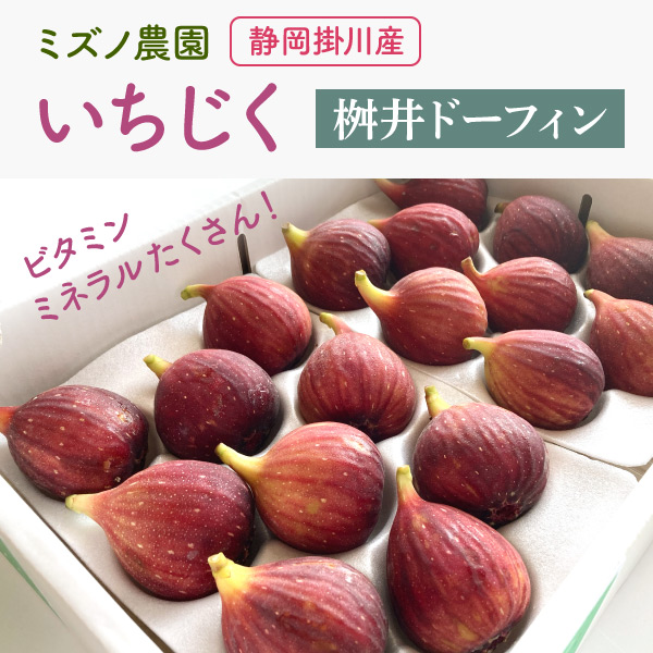 新商品 掛川産 完熟いちじく【桝井ドーフィン】販売開始のご案内