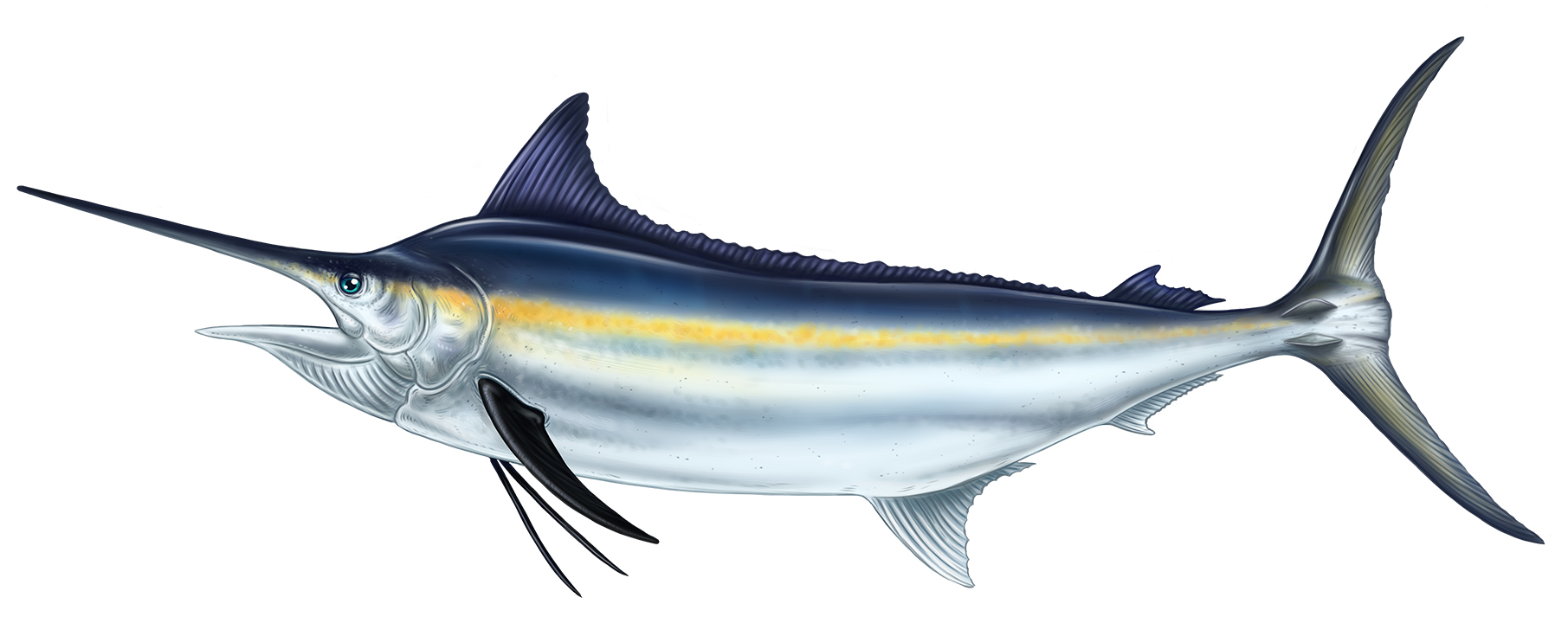 Black Marlin - FECOP