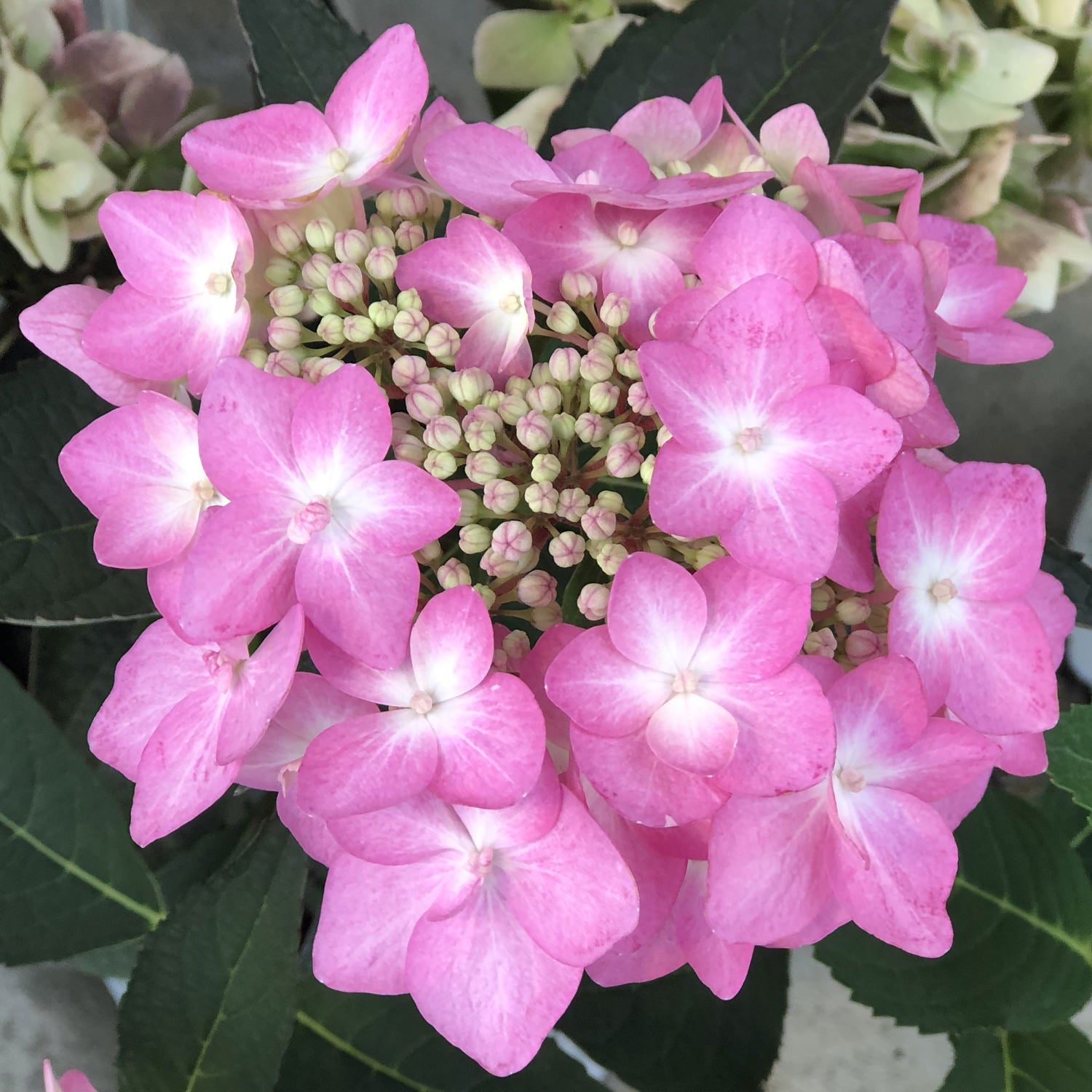 Let's Dance Can Do!® Bigleaf Hydrangea