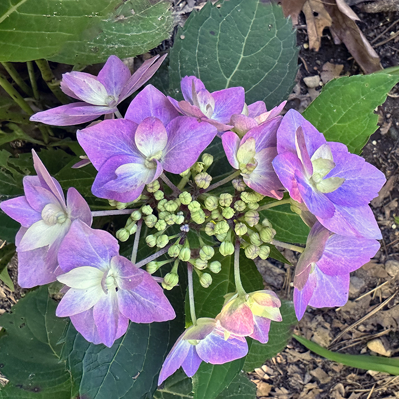 I Love Hydrangea macrophylla × serrata 'SMNHSI' aka Let's Dance