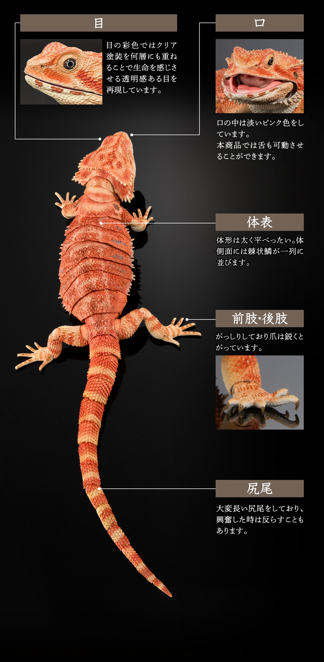 いきもの大図鑑プレミアム フトアゴヒゲトカゲ｜いきもの大図鑑