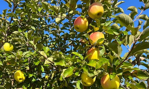 ぐんま名月〔家庭用〕 | すべての商品 | 信州〈長野〉より産直通販