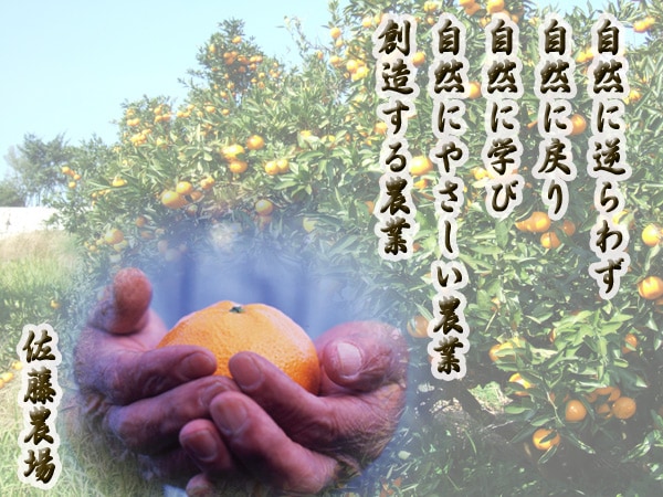 有機栽培】佐藤さん家の温州みかん5kg(サイズS～L)佐賀県産(送料無料