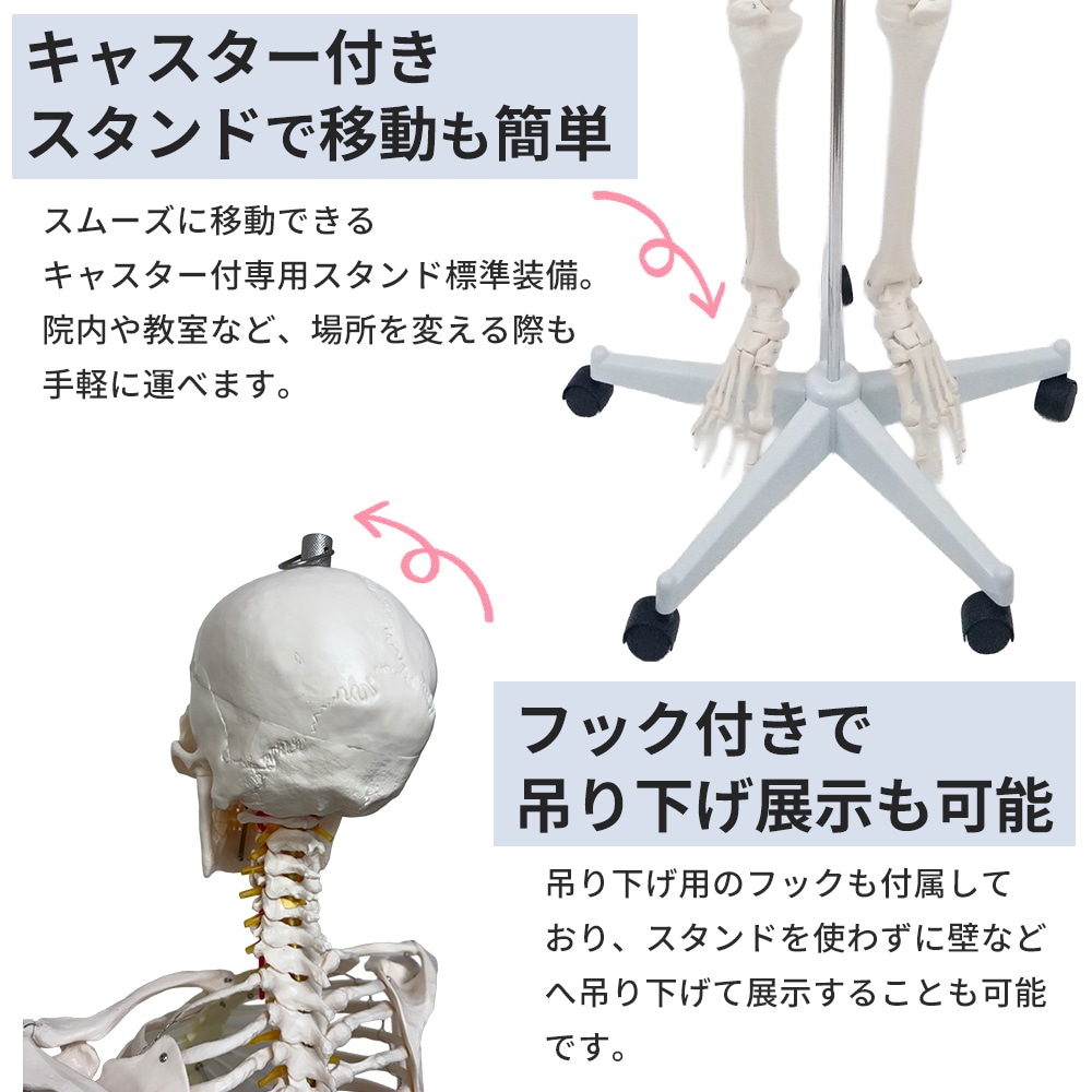人体模型 骨格模型 等身大 全長177cm 骨格標本 人体骨格模型 吊り下げ