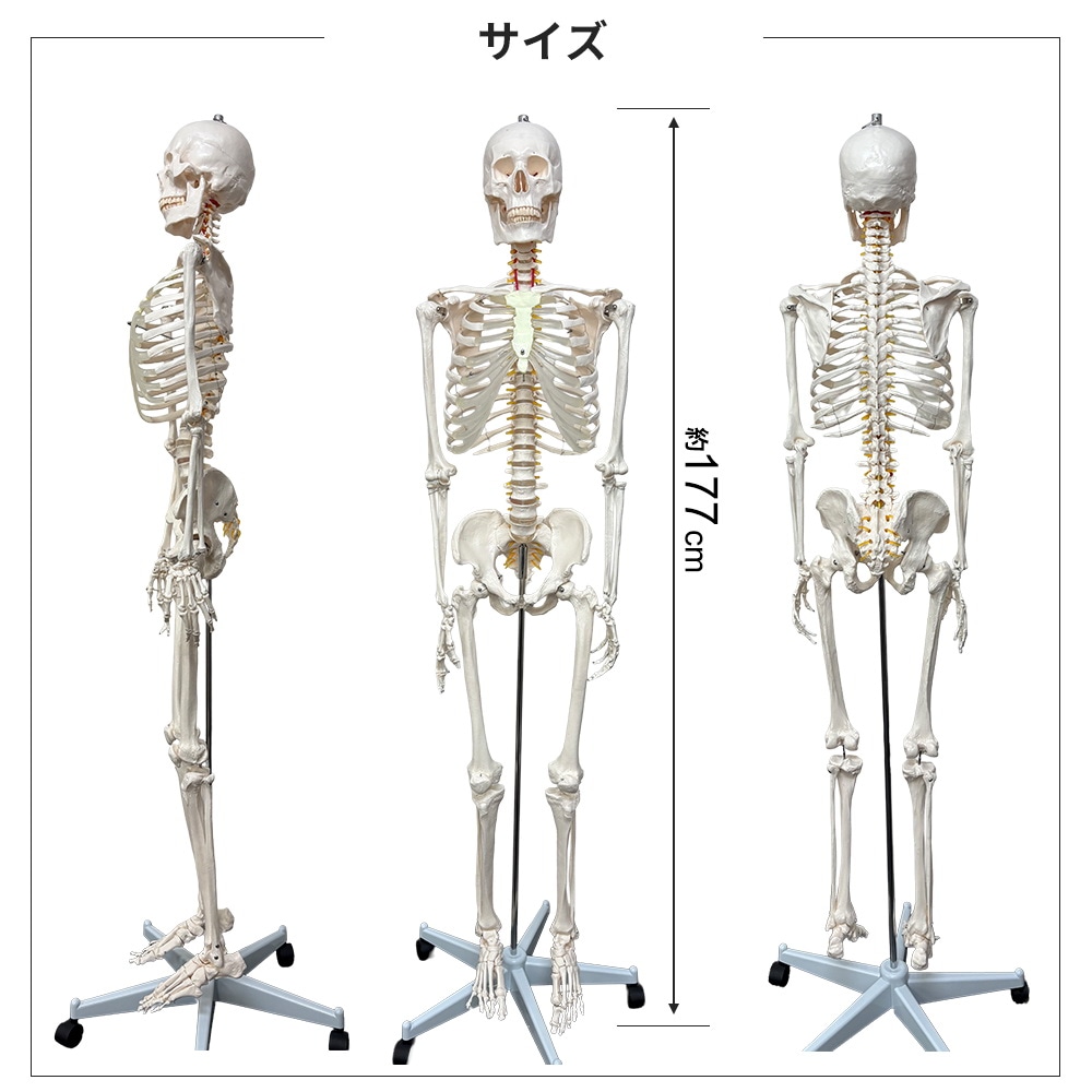 人体模型 骨格模型 等身大 全長177cm 骨格標本 人体骨格模型 吊り下げ