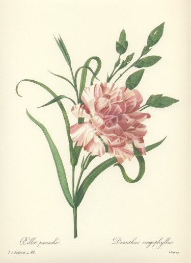 ルドゥーテ088「カーネーション ピンクのしぼり」