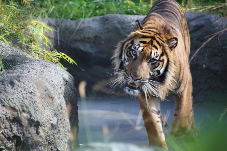 CANON EF75-300mm f4-5.6 iii レビュー:コスパ抜群の望遠ズームレンズ