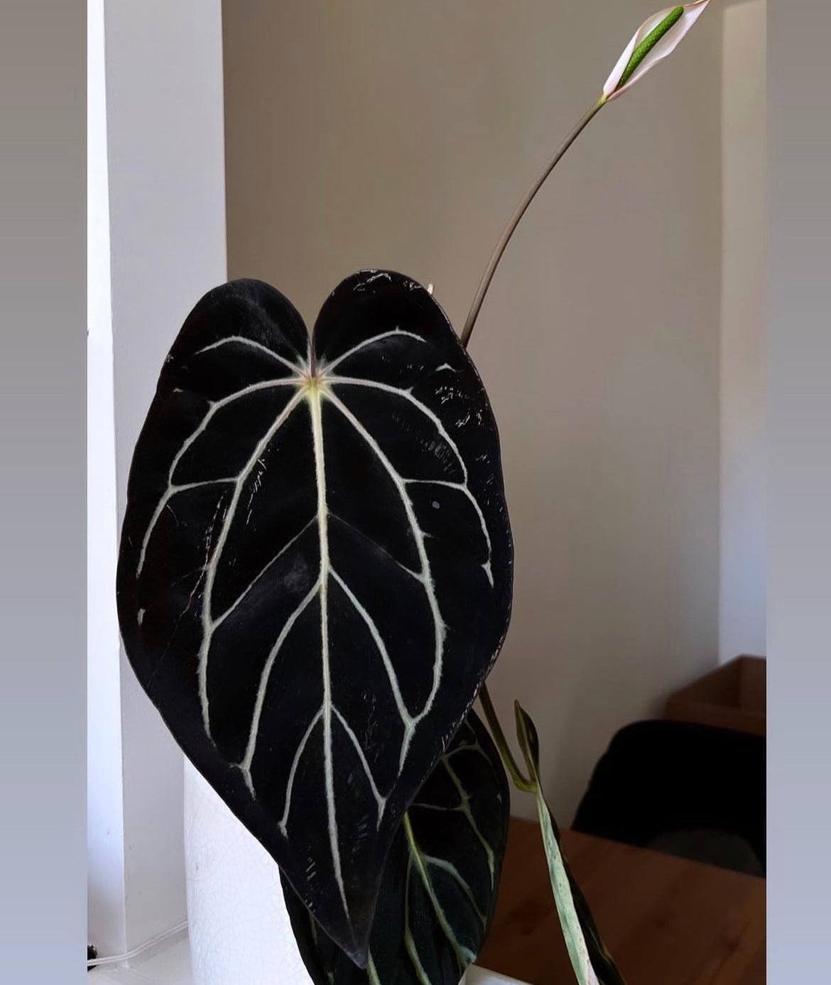 RG Dressleri F2 Dark Clone x Carla GPH001 Anthurium | Granthuriums