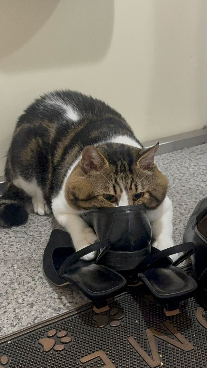 笑いすぎて腹痛い」「1日1回は見てる」 飼い主が「やめなさい」と注意