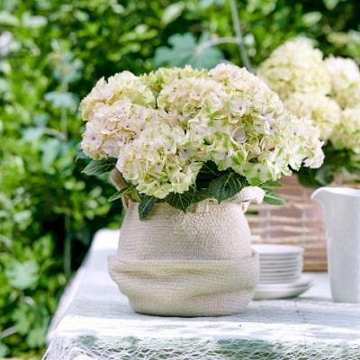 ハイドランジア マジカル ノブレス | 株式会社ハクサン｜花や植物