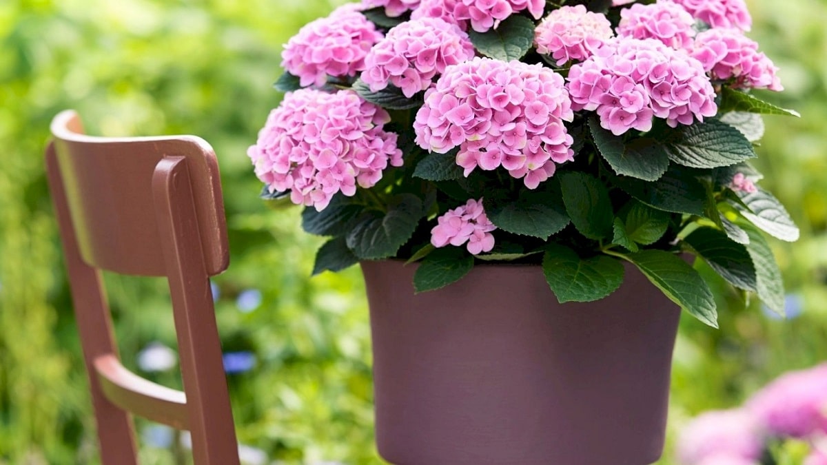 ハイドランジア マジカル エボリューション | 株式会社ハクサン｜花や