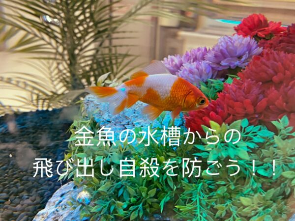 飛び出し注意！金魚が跳ねる原因とその対策を解説 - きんぎょりうむ