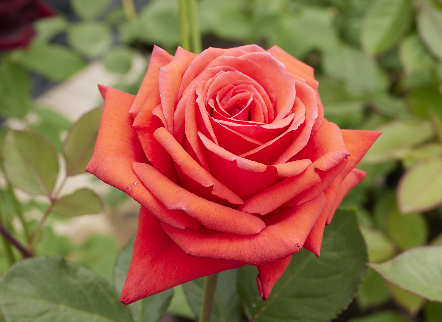 バッカラ – Baccará | 姫野ばら園八ヶ岳農場