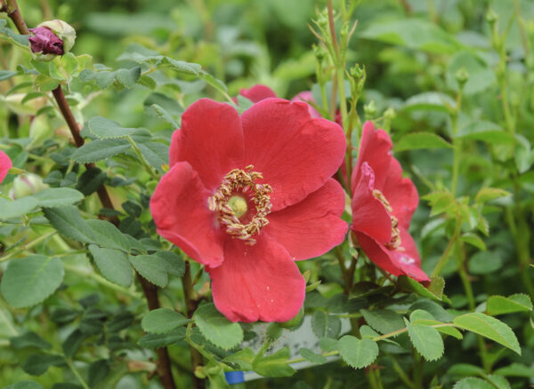 しょうのすけばら – Rosa multiflora watsoniana | 姫野ばら園八ヶ岳農場