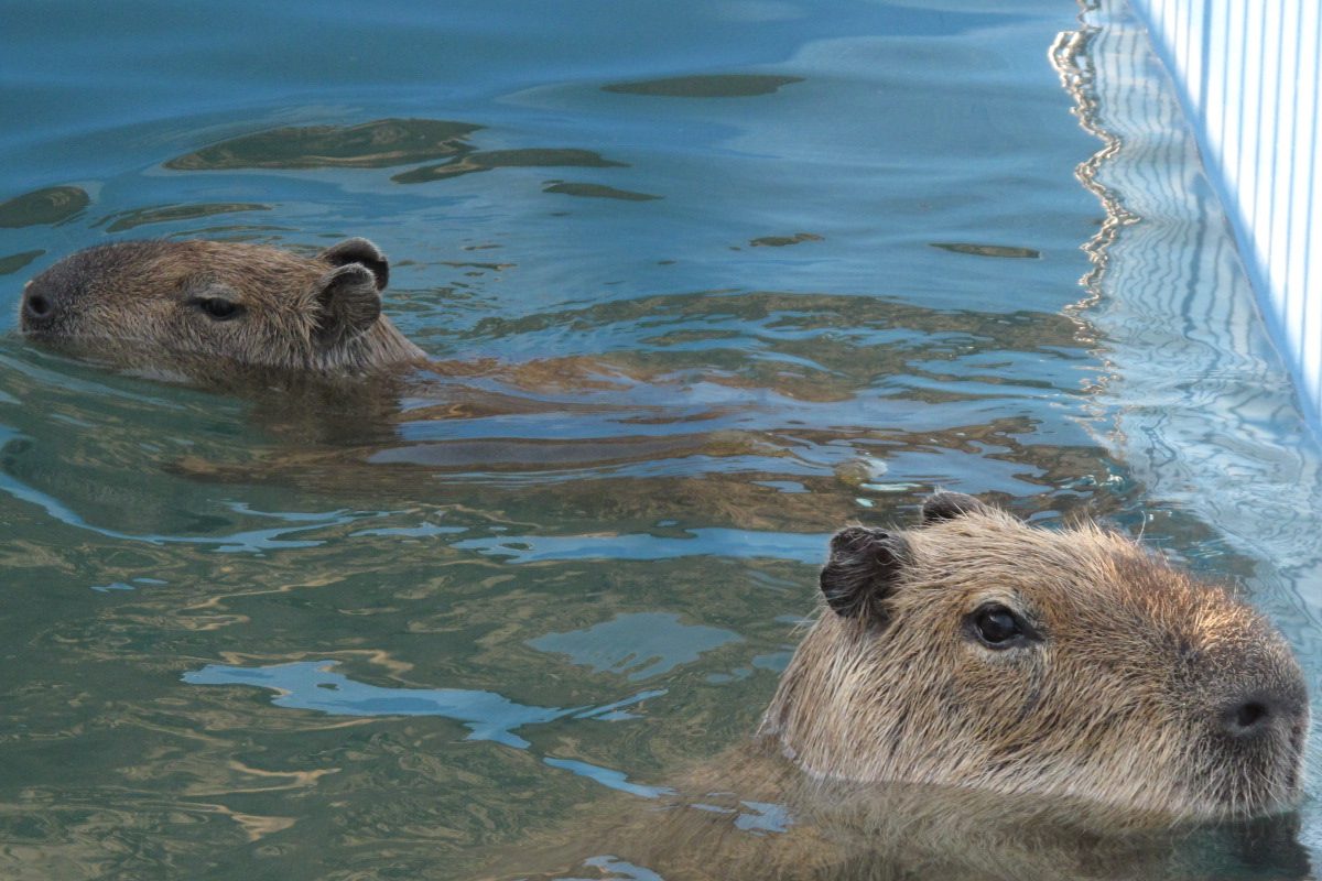 カピバラ - 平川動物公園公式サイト