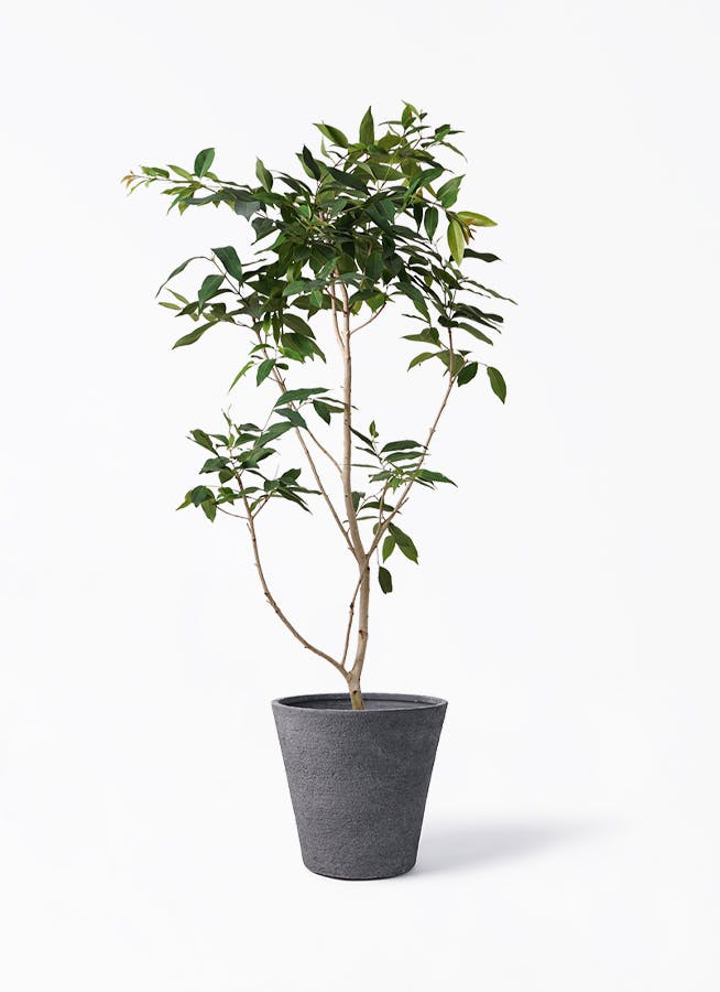 観葉植物 アマゾンオリーブ (ムラサキフトモモ) 10号 ビアスソリッド